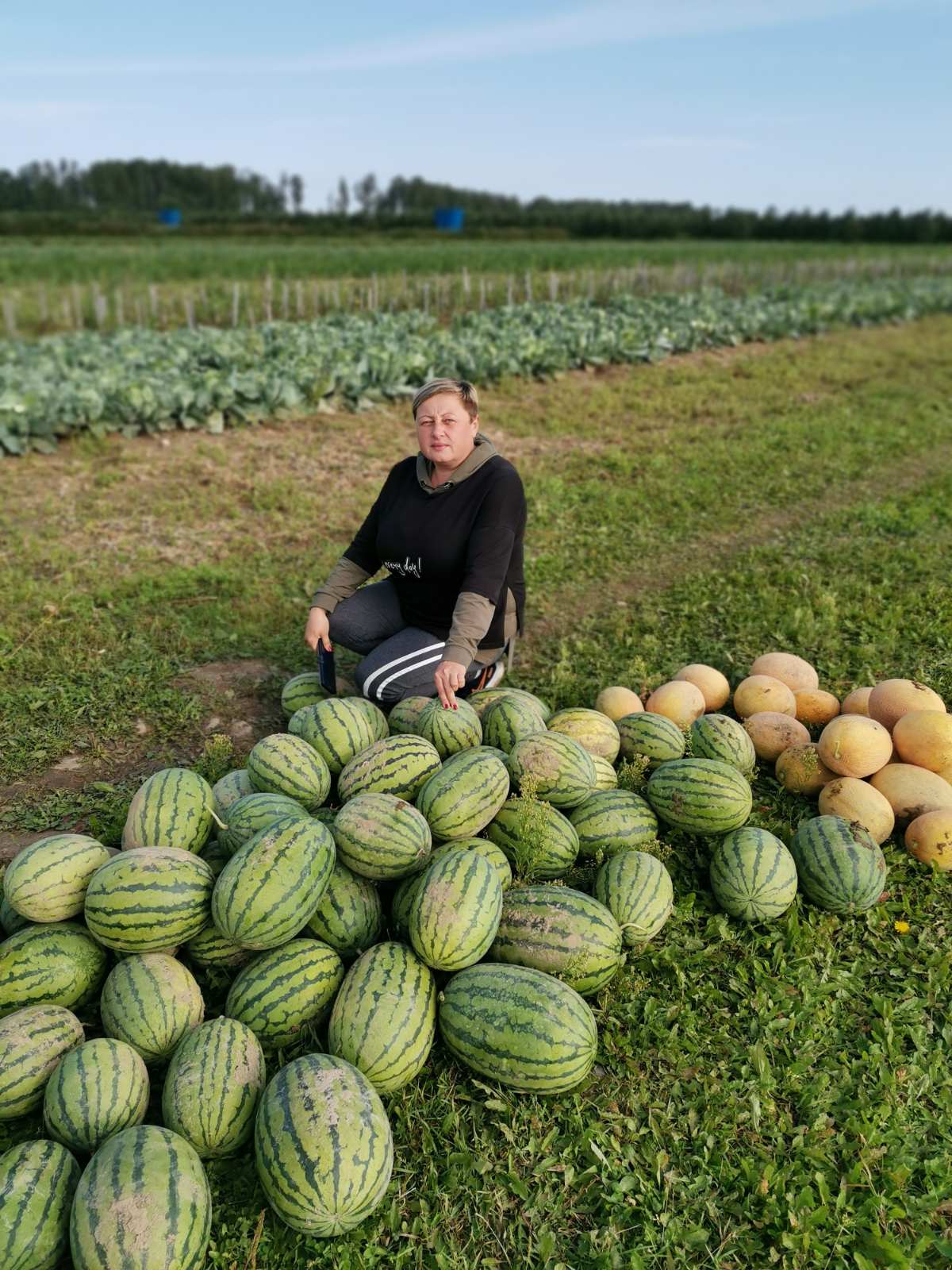 КСУП «Неверовичи». Урожай арбузов. 2021 год.